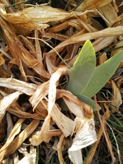 Iris mesopotamica