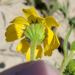 Deinandra halliana