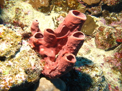 Callyspongia crassa