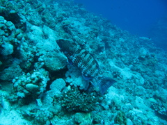 Plectropomus pessuliferus