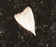 Meganola brunellus