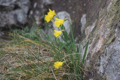 Narcissus minor asturiensis