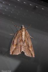 Pseudocoremia lupinata