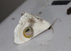 Problepsis conjunctiva