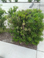 Podocarpus macrophyllus