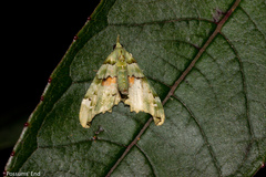 Elvia glaucata