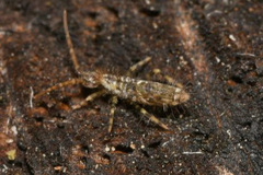 Entomobrya dorsalis