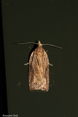 Planotortrix notophaea