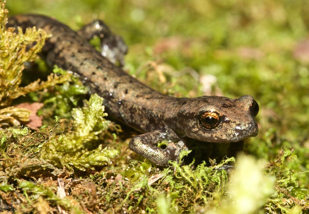 Shasta Salamander