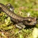 Shasta Salamander - Photo (c) Alex Bairstow, some rights reserved (CC BY-NC), uploaded by Alex Bairstow