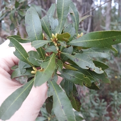 Morella cerifera