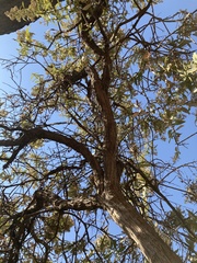 Spinoliva ilicifolia