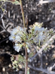 Spinoliva ilicifolia