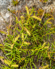 Veronica stenophylla