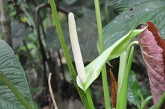 Anthurium sanctifidense
