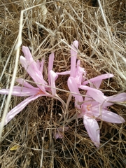 Colchicum hierosolymitanum