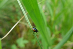 Cryptocephalus moraei