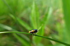 Cryptocephalus moraei