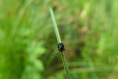 Cryptocephalus moraei