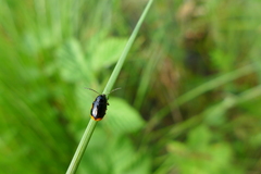 Cryptocephalus moraei