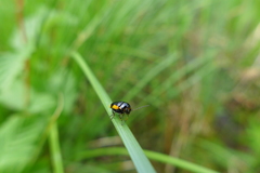 Cryptocephalus moraei
