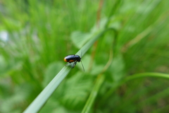 Cryptocephalus moraei