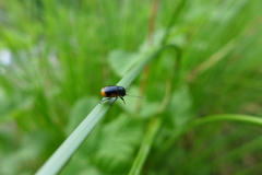 Cryptocephalus moraei