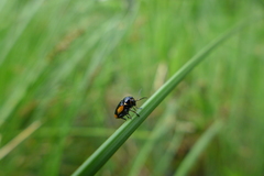 Cryptocephalus moraei