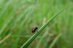 Cryptocephalus moraei