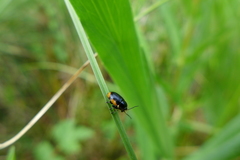 Cryptocephalus moraei