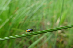 Cryptocephalus moraei