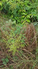 Albizia niopoides