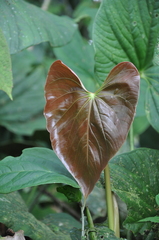 Anthurium sanctifidense