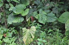 Anthurium sanctifidense