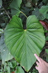 Anthurium sanctifidense