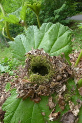 Troglodytes troglodytes