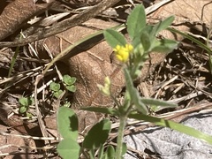 Medicago minima