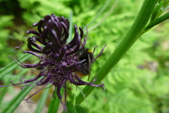 Bombus