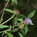 Blue Bonnet - Photo (c) dianadavey, some rights reserved (CC BY-NC-ND), uploaded by dianadavey