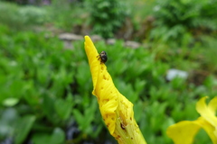 Mononychus punctumalbum