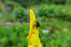 Mononychus punctumalbum