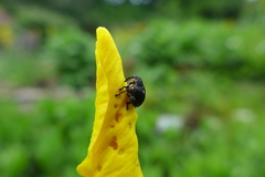 Mononychus punctumalbum