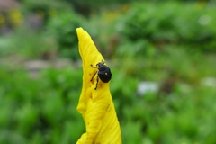 Mononychus punctumalbum