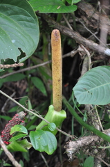 Anthurium ravenii