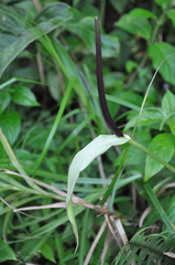 Anthurium talamancae
