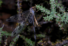 Palparidius capicola