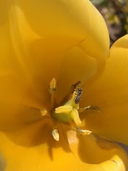 Halictus tripartitus