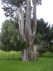 Ficus macrophylla