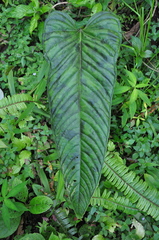 Anthurium talamancae