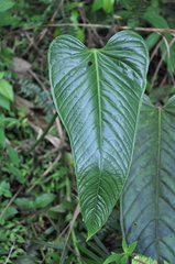 Anthurium talamancae